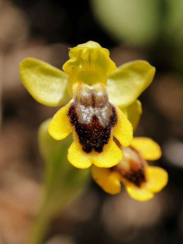 Classificação das orquídeas por habitat as terrestres orquideas eco br