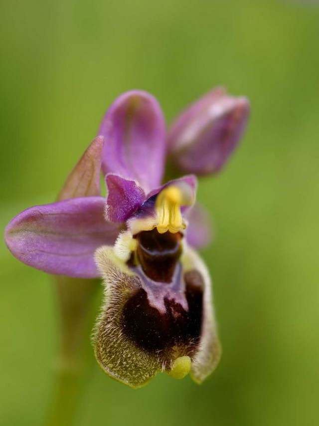 Classificação Das Orquídeas Por Habitat As Terrestres Orquideas Eco Br